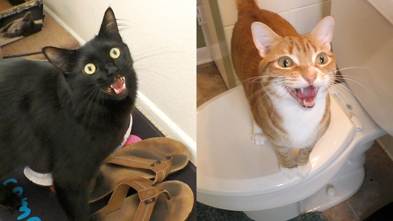 7 Sounds Cats Make and What They Mean