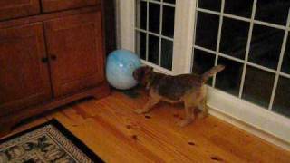 preview picture of video 'Jake the Crazy Border Terrier and the big ball'