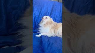 Video preview image #1 Pomeranian Puppy For Sale in Cuba, NY, USA