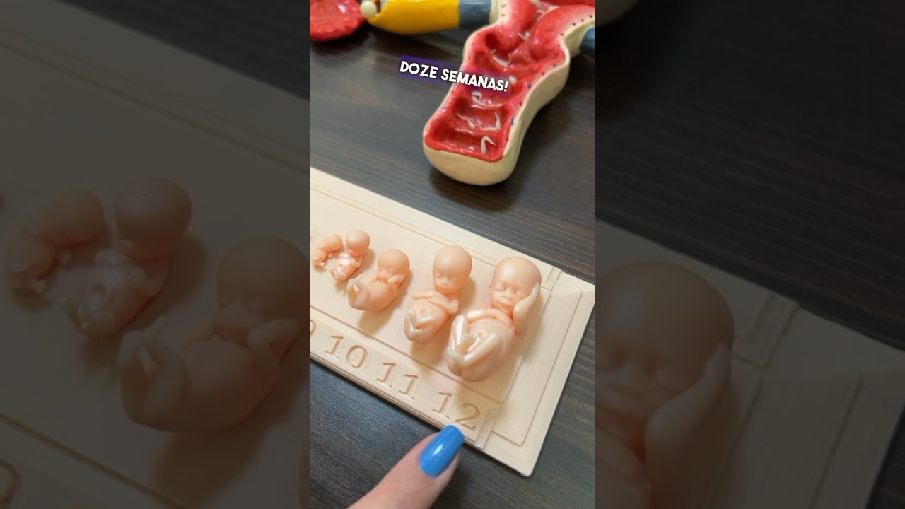O FETO NAS PRIMEIRAS 12 SEMANAS DE GESTAÇÃO  (primeiro trimestre) #gestacao #gravidez