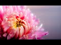 Connie Francis - Come Prima (Stereo / Lyrics)