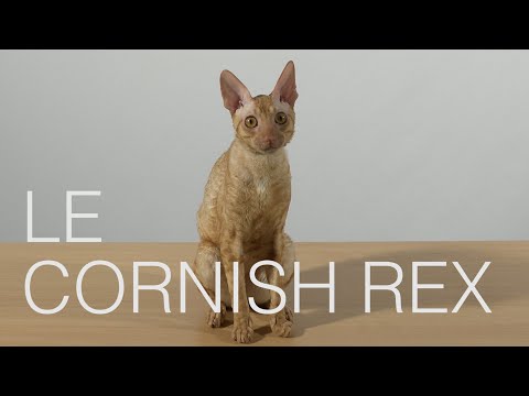 Tutocat - Le Cornish Rex
