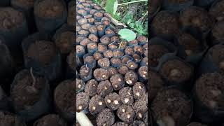 preview picture of video 'Cách ươm hạt sầu riêng nhanh gọn hiệu quả cao. (trang trại bơ hass đồng tiến)'