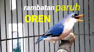 Download lagu BURUNG RAMBATAN BETINA GACOR mp3