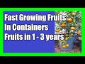 12 FAST GROWING FRUIT TREES In Containers : Best Fruit Trees To Grow in Pots