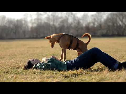 Dog Tricks by Podenco Novo