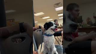 Video preview image #1 Shih Tzu-Unknown Mix Puppy For Sale in Grafton, WI, USA