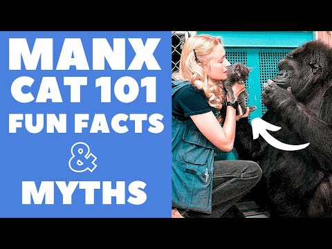 Manx Cats 101 : Fun Facts & Myths