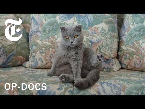 I'm Not Alone. I Have My Cats. Op Docs