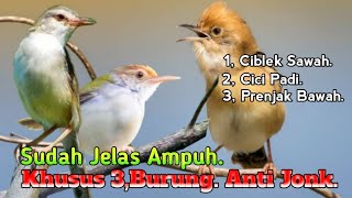 Download lagu SUARA PIKAT BURUNG CIBLEK SAWAH. DAN CICI PADI PRENJAK BAWAH.. mp3