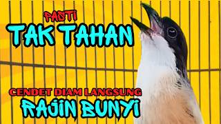 Download lagu PASTI TAK TAHAN CENDET MENDENGARNYA❗ PANCINGAN CENDET AGAR RAJIN BUNYI❗❗ mp3 Download lagu PASTI TAK TAHAN CENDET MENDENGARNYA❗ PANCINGAN CENDET AGAR RAJIN BUNYI❗❗ mp3