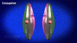 Paramecium: conjugation