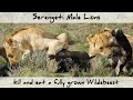 Serengeti Lions hunt, kill and eat a Fully Grown Wildebeest (4K)