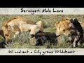 Serengeti Lions Hunt Kill And Eat A Fully Grown Wildebeest 4K
