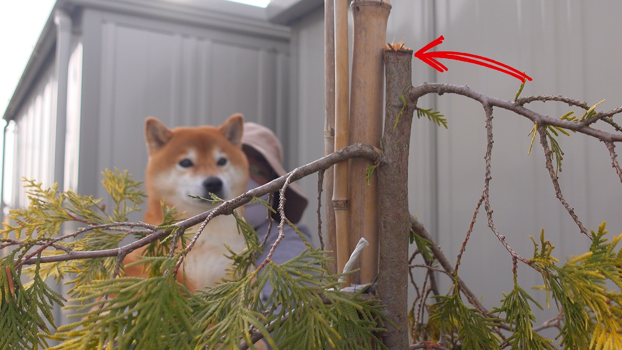 大雪で大変な庭にまさかの追い打ちが…