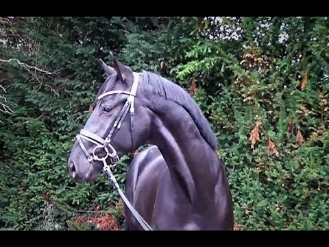 DSP Nr 47 v  Don Royal x Danone I