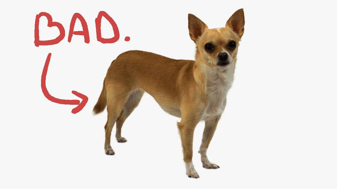 watch this before getting a chihuahua and then get one.