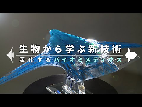 ゲフィロマンティス・ブーレンゲリについて詳しく解説