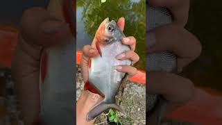 Download lagu Kluwak is an effective bait for fishing for pomfret #fish #fish #fishing mp3 Download lagu Kluwak is an effective bait for fishing for pomfret #fish #fish #fishing mp3