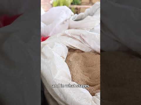 Broiler Chicken Farming broilerchicken poultryfarming chicken poultrymanagement