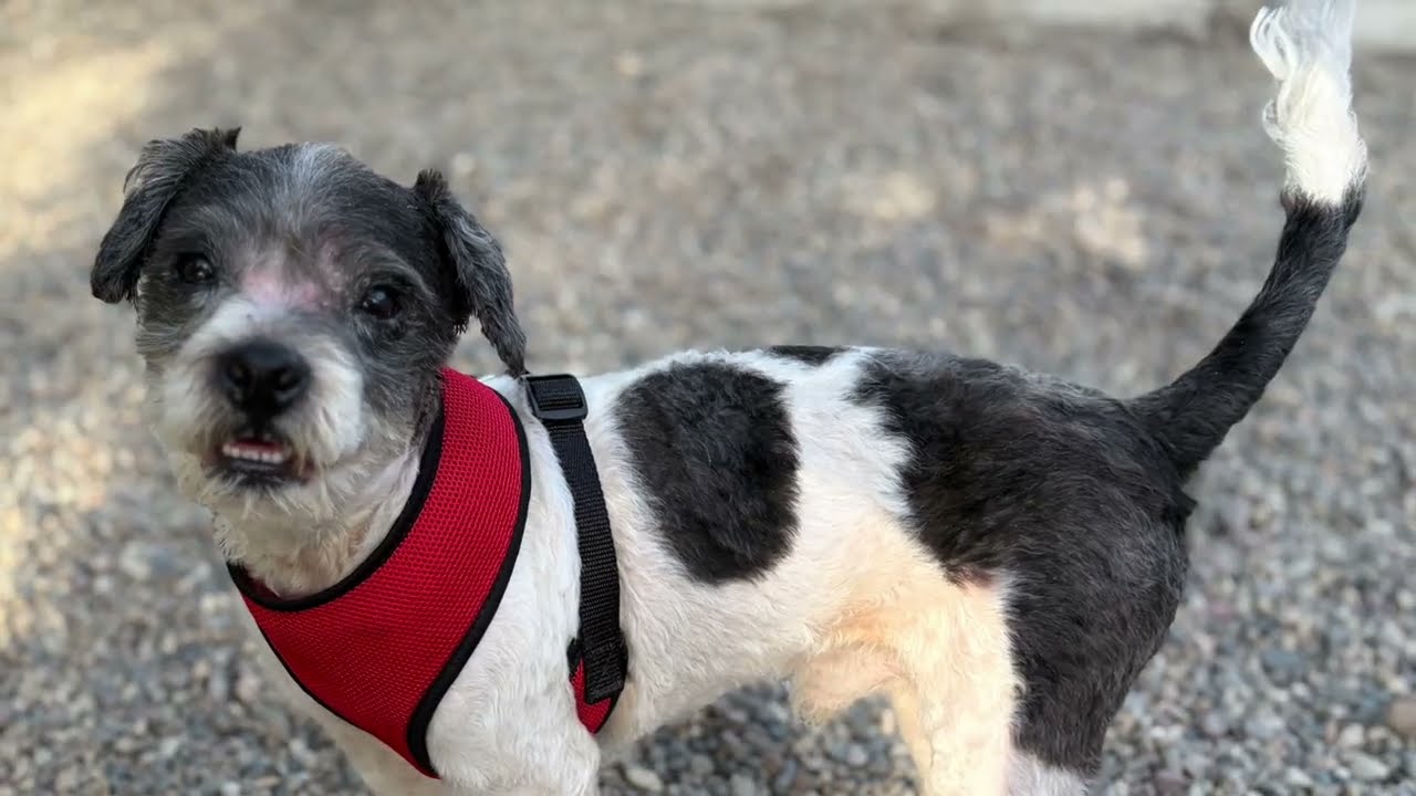 MAX, a ADOPTABLE mixed breed in Pasadena, CA video 5/6