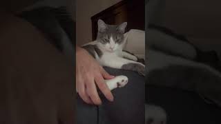 Cat Allergies 🤧 😳😬