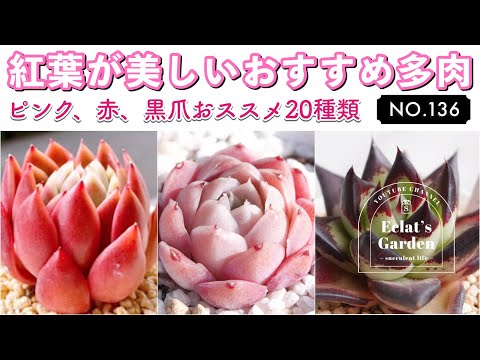 赤もみじ「ブラッドグッド」 植物