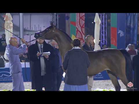N 113 NADA AL ULIA   Asharqia Arabian Horse Classic 2020   Fillies 3 Years Old Class 3A