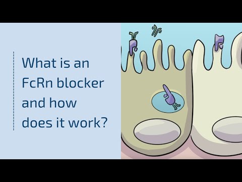 What is an FcRn Blocker and How Does It Work?