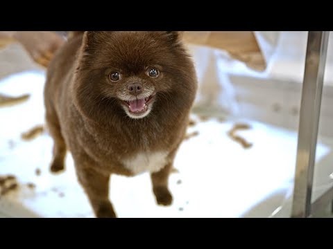 Luxe Property Media video.