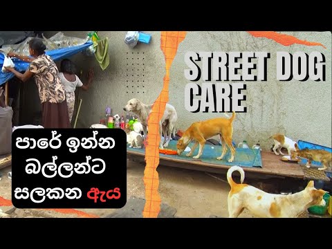 පාරේ ඉන්න බල්ලන්ට සලකන "ඇය" හිතින් පොහොසත්ය | Street Dog Care Lady