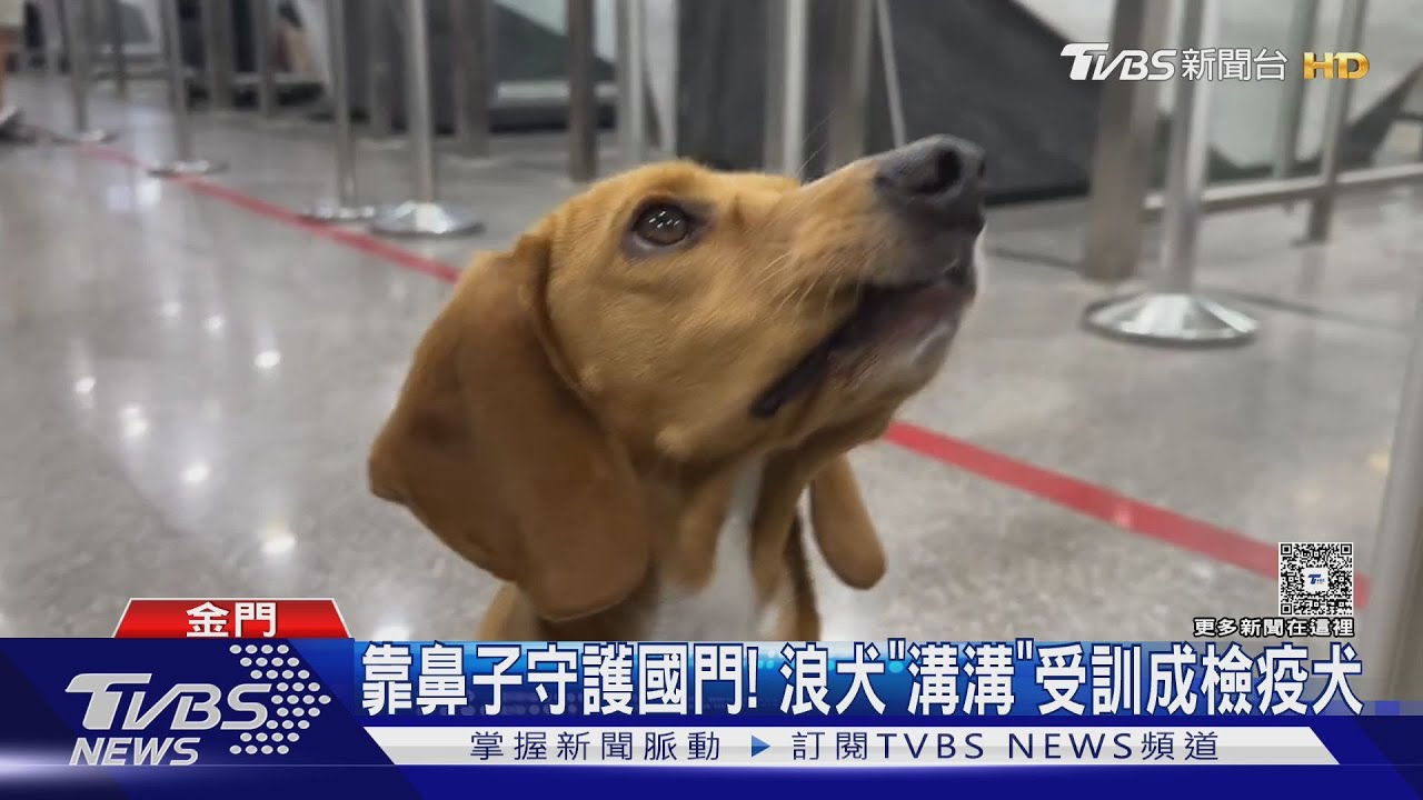 浪犬「溝溝」命運大逆轉!成金門最萌檢疫尖兵 靠鼻子守護國門
