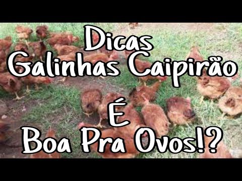 Compensa deixar as Fêmeas Caipirão Vermelho e LABEL ROUGE pra postura!? | Dicas, Assista até o Final