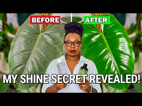 4 Simple Methods to Keep Plant Leaves Shiny and Pest-Free (+ DIY Spray)