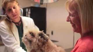 preview picture of video 'Bee Ridge Veterinary Clinic - Short | Sarasota, FL'