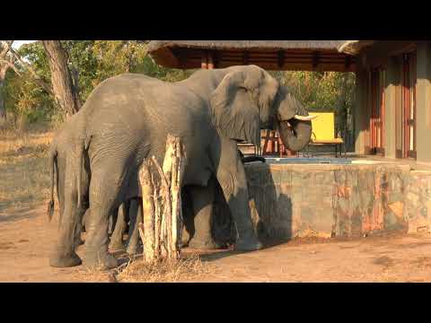Elephants drinking from pool