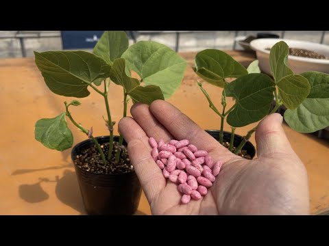 ブッシュインゲンの準備: どのようなオプションがありますか? ライフスタイル