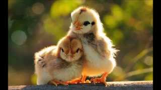 Download lagu Sayang Sayang Disayang Aku Disayang Tuhan, Yesus Kekasih Jiwaku mp3