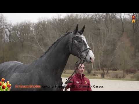 Lot 6: Cause it's Otto - Hengst v. Chaman/Cassus