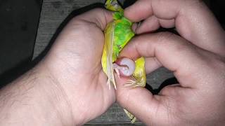 Egg binding issue in budgies Parrot - How to treatment video