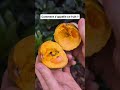 Sapote Lucuma video