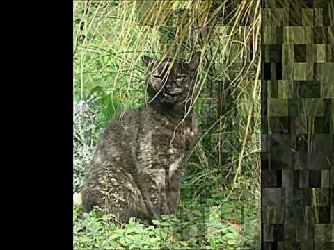 Dunja Knebl - PICEK MOJ (pet cat CAPICA)