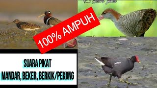 Download lagu SUARA PIKAT BURUNG MANDAR BATU, BEKER, BERKIK/PEKONG SANGAT AMPUH 2021 mp3