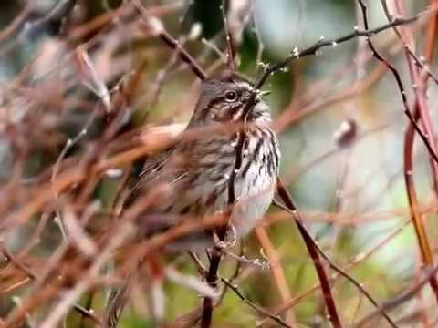 song sparrow singing