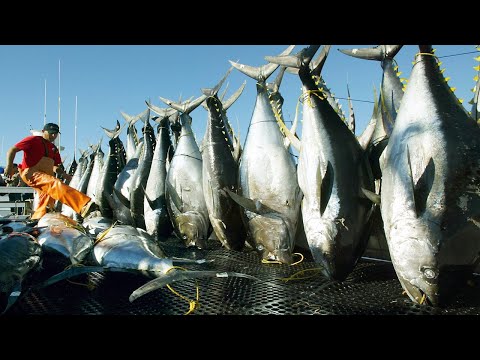 Amazing Automatic Longline Fishing Net Catch Giant Tuna - Amazing big catching on the sea