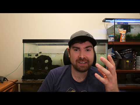 HOW LONG TO MAKE AUTFLOWER SEEDS? Auto Q&A Series