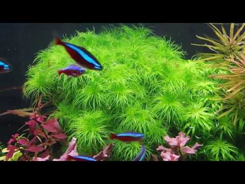 Watch Video on YouTube