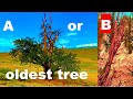 Methuselah OLDEST TREE LOCATION REVEALED Bristlecone Pine Schulman Grove