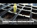 Sowing Sweet Peas Broad Beans And Basil March 2020 E 5