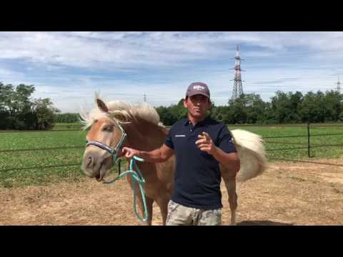 Cristiano Cividini - Attacchi - Ponyadi 2017